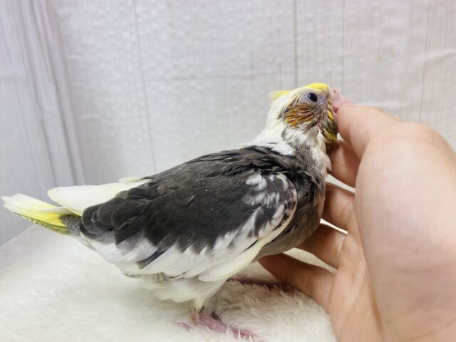 オカメインコ