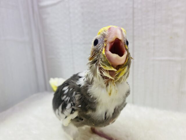 オカメインコ