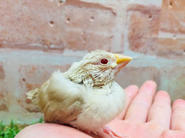 ミルクティーカラーの文鳥さんがやってきましたよ~🎵🎵 (シナモン文鳥) シナモン文鳥