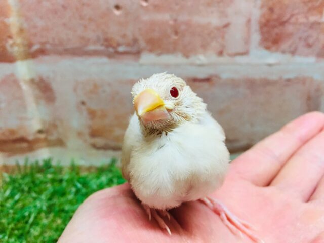ミルクティーカラーの文鳥さんがやってきましたよ~🎵🎵 (シナモン文鳥) シナモン文鳥