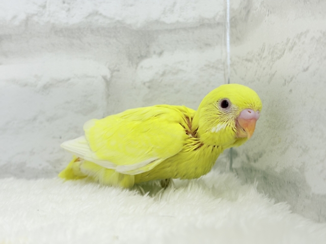 【最新画像更新🪄】スーパーイエロー💛たまごちゃん🐣セキセイインコ(ルチノー) ヒナ セキセイインコ