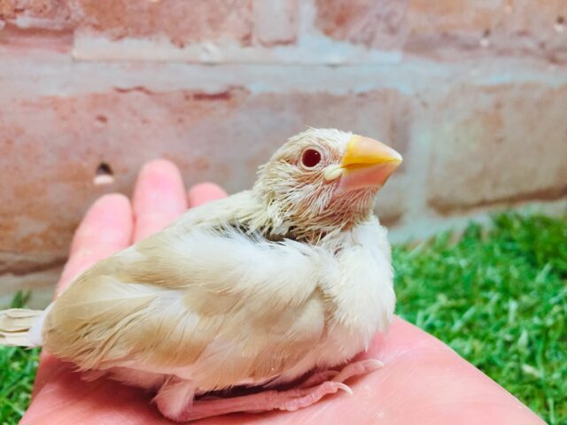 ミルクティーカラーの文鳥さんがやってきましたよ~🎵🎵 (シナモン文鳥) シナモン文鳥