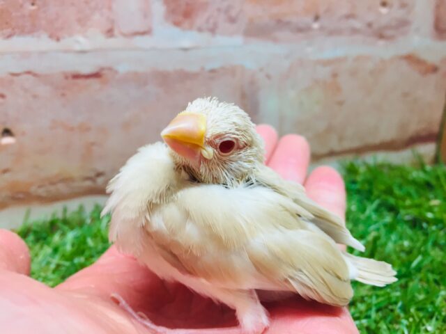 ミルクティーカラーの文鳥さんがやってきましたよ~🎵🎵 (シナモン文鳥) シナモン文鳥