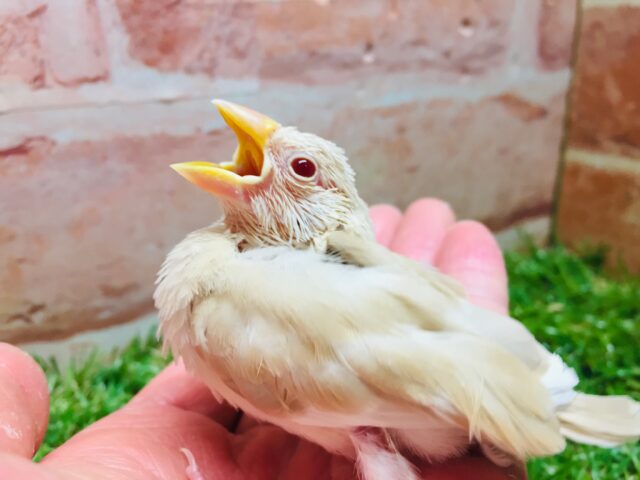 ミルクティーカラーの文鳥さんがやってきましたよ~🎵🎵 (シナモン文鳥) シナモン文鳥