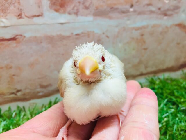 ミルクティーカラーの文鳥さんがやってきましたよ~🎵🎵 (シナモン文鳥) シナモン文鳥