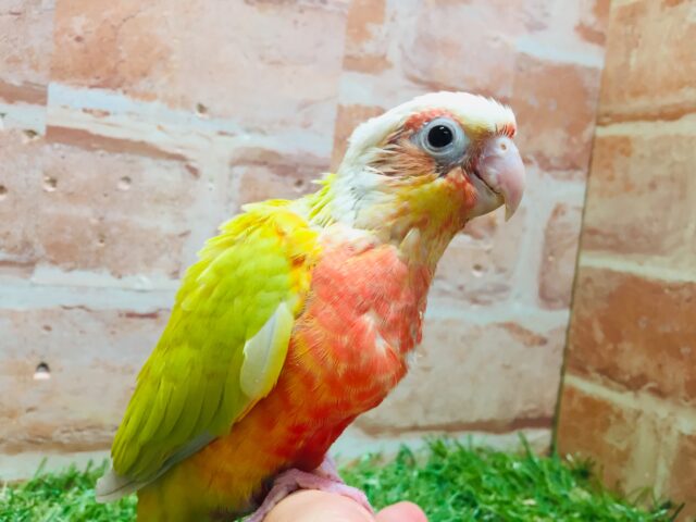 サンチークカラーのウロコインコさんがやってきましたよ~💖💛💖💛 ホオミドリウロコインコ