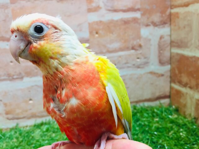 サンチークカラーのウロコインコさんがやってきましたよ~💖💛💖💛 ホオミドリウロコインコ
