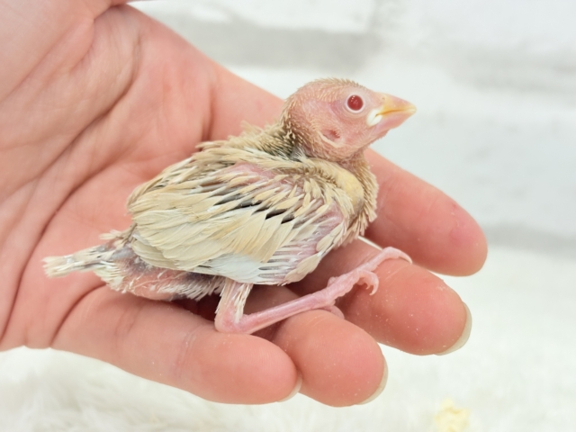 【最新画像更新🪄】ホットひと息ミルクティ☕️。oOクリーム添え🐣🍼シナモン文鳥 ヒナ シナモン文鳥