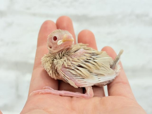 シナモン文鳥
