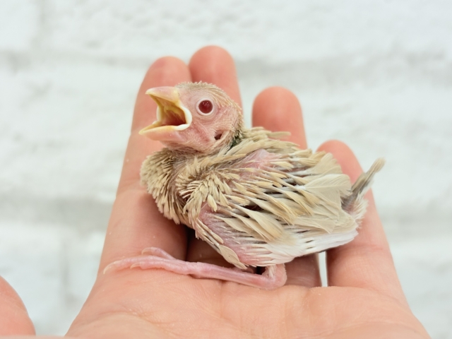 【最新画像更新🪄】ホットひと息ミルクティ☕️。oOクリーム添え🐣🍼シナモン文鳥 ヒナ シナモン文鳥