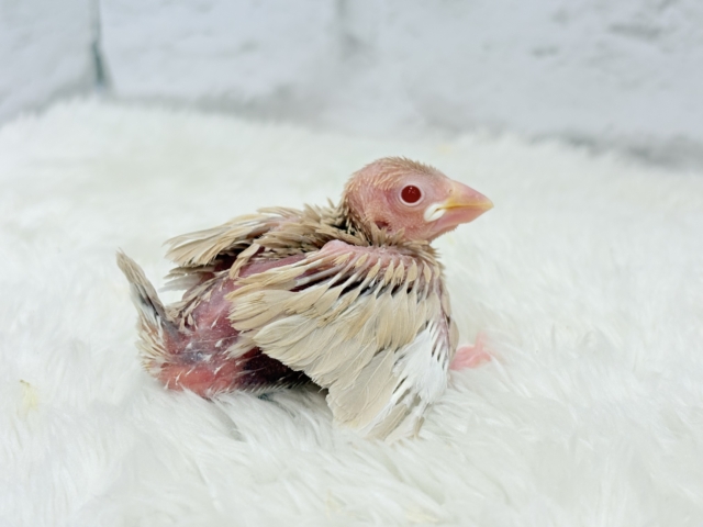 シナモン文鳥