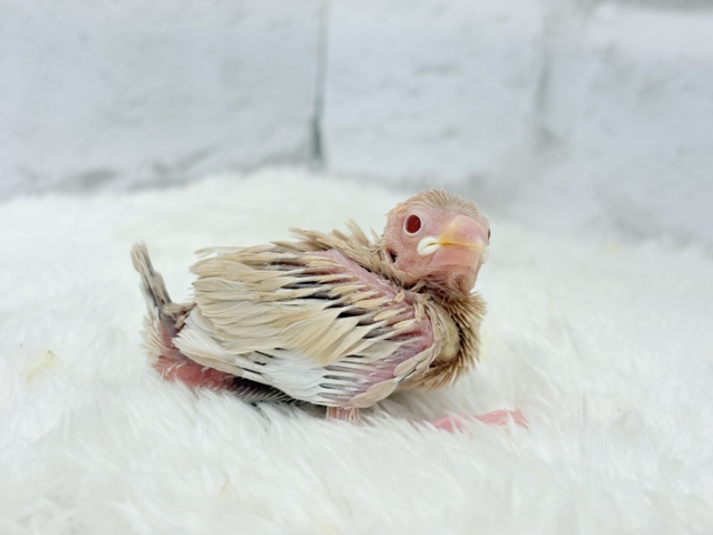 シナモン文鳥