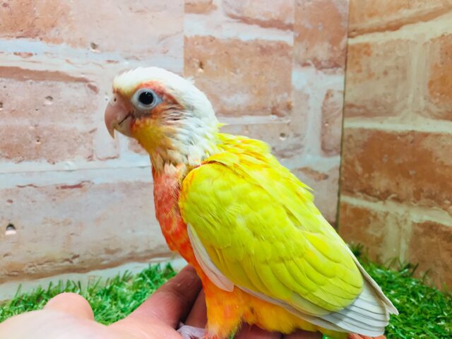 サンチークカラーのウロコインコさんがやってきましたよ~💖💛💖💛 ホオミドリウロコインコ