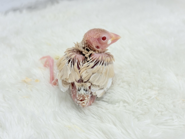 【最新画像更新🪄】ホットひと息ミルクティ☕️。oOクリーム添え🐣🍼シナモン文鳥 ヒナ シナモン文鳥
