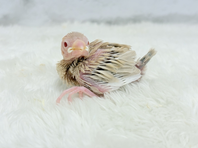 シナモン文鳥