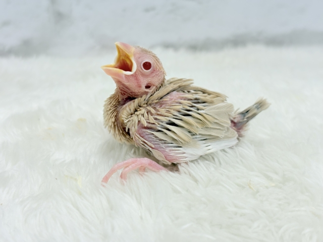 【最新画像更新🪄】ホットひと息ミルクティ☕️。oOクリーム添え🐣🍼シナモン文鳥 ヒナ シナモン文鳥