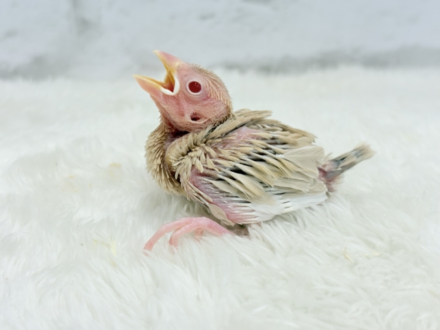 シナモン文鳥