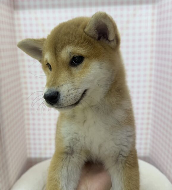 柴犬