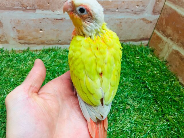 サンチークカラーのウロコインコさんがやってきましたよ~💖💛💖💛 ホオミドリウロコインコ