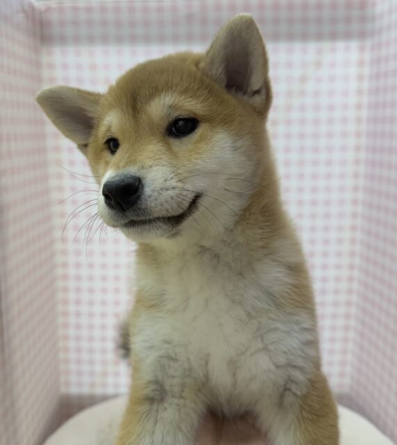 柴犬