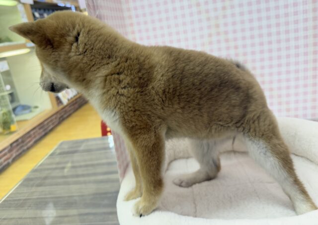柴犬