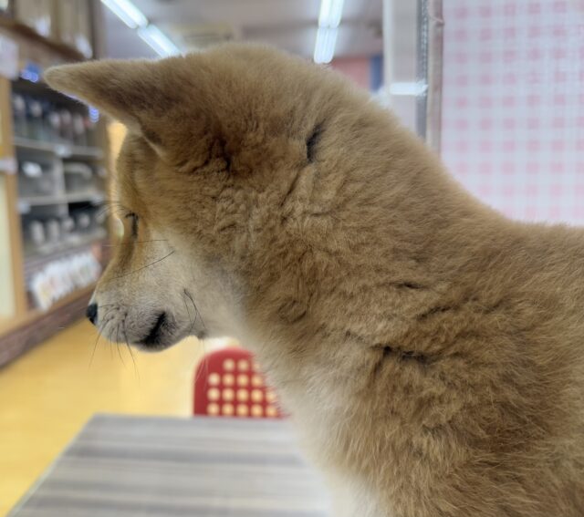 柴犬