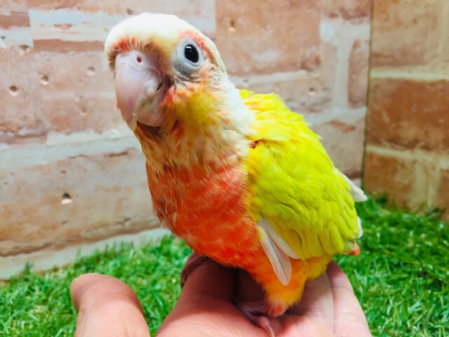 サンチークカラーのウロコインコさんがやってきましたよ~💖💛💖💛 ホオミドリウロコインコ