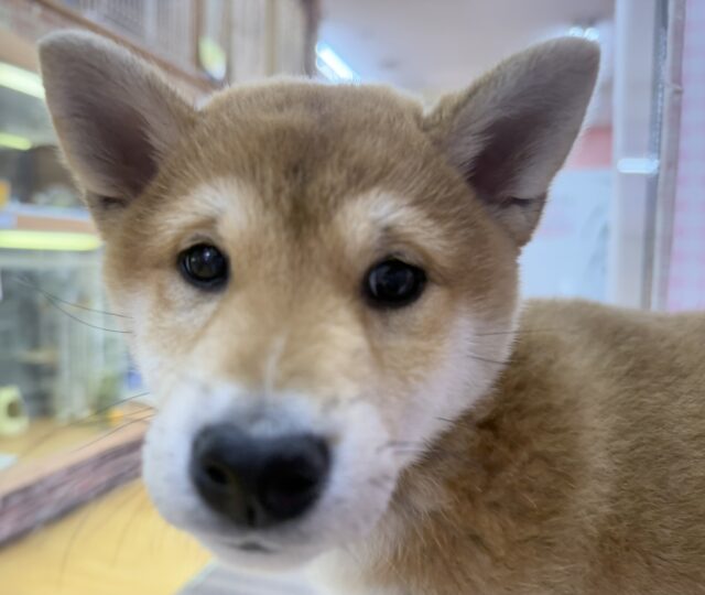 柴犬