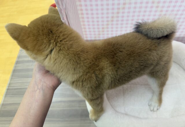 柴犬