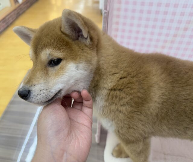 柴犬