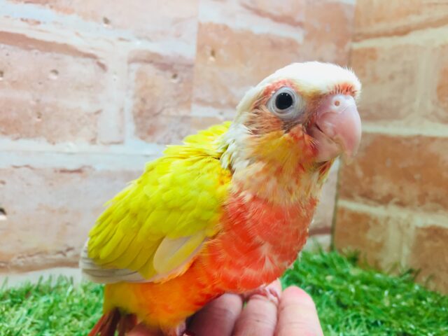 サンチークカラーのウロコインコさんがやってきましたよ~💖💛💖💛 ホオミドリウロコインコ