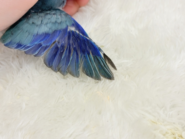 マメルリハ