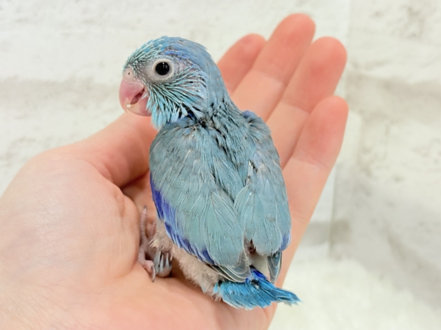 マメルリハ