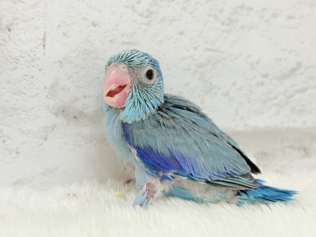 マメルリハ