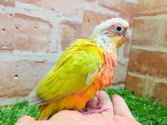 サンチークカラーのウロコインコさんがやってきましたよ~💖💛💖💛 ホオミドリウロコインコ