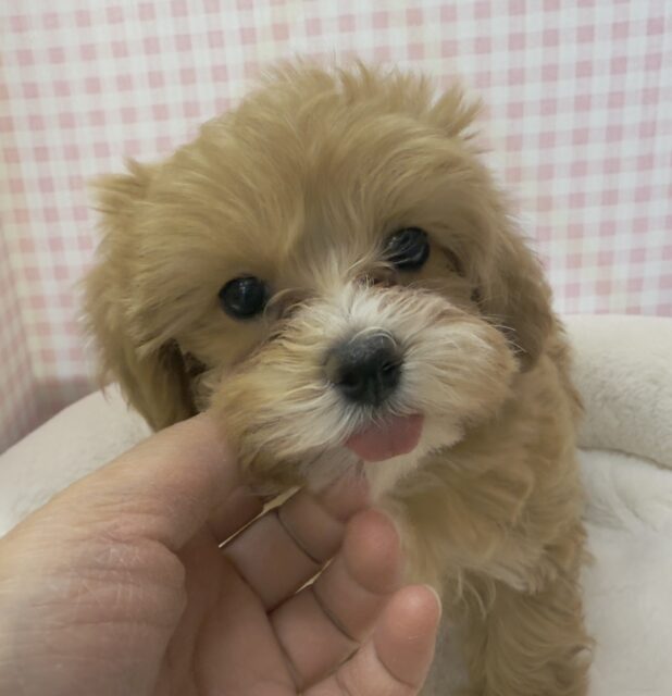 マルプー