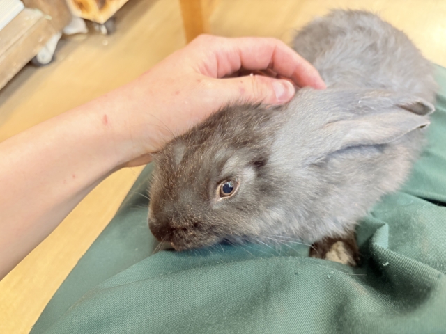 【動画更新🪄】BIGBABY🐰🍼優しさの塊ちゃん♡フレミッシュジャイアント(ブラック) 女の子 フレミッシュジャイアント