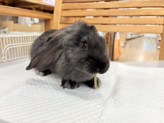 【動画更新🪄】BIGBABY🐰🍼優しさの塊ちゃん♡フレミッシュジャイアント(ブラック) 女の子 フレミッシュジャイアント