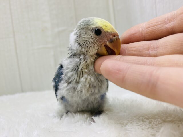 まだら模様は世界にひとつだけの証❣️コザクラインコ(ブルーチェリーパイド)🫐 コザクラインコ(小桜インコ)
