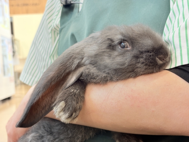 【動画更新🪄】BIGBABY🐰🍼優しさの塊ちゃん♡フレミッシュジャイアント(ブラック) 女の子 フレミッシュジャイアント