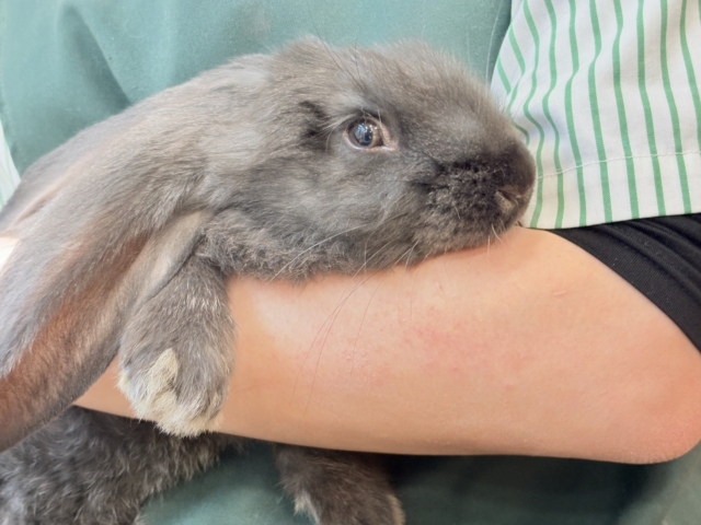 【動画更新🪄】BIGBABY🐰🍼優しさの塊ちゃん♡フレミッシュジャイアント(ブラック) 女の子 フレミッシュジャイアント