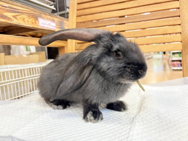 【動画更新🪄】BIGBABY🐰🍼優しさの塊ちゃん♡フレミッシュジャイアント(ブラック) 女の子 フレミッシュジャイアント