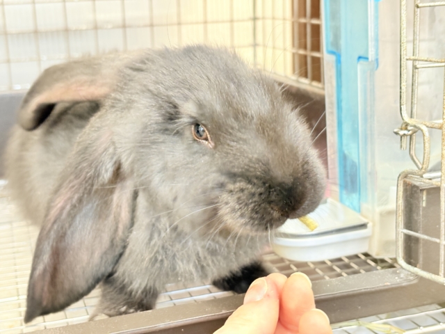 【動画更新🪄】BIGBABY🐰🍼優しさの塊ちゃん♡フレミッシュジャイアント(ブラック) 女の子 フレミッシュジャイアント