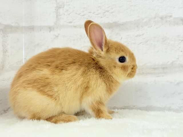 【最新画像・動画更新🪄】僕の可愛さは世界1だよ🐰👑🧡ネザーランドドワーフ(オレンジ) 男の子 ネザーランドドワーフ