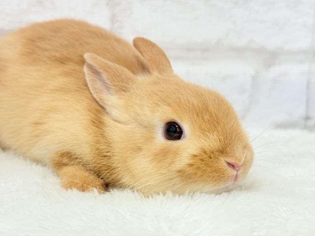 【最新画像・動画更新🪄】僕の可愛さは世界1だよ🐰👑🧡ネザーランドドワーフ(オレンジ) 男の子 ネザーランドドワーフ