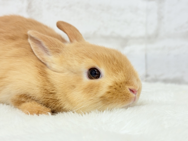 【最新画像・動画更新🪄】僕の可愛さは世界1だよ🐰👑🧡ネザーランドドワーフ(オレンジ) 男の子 ネザーランドドワーフ