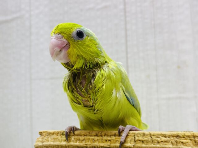 マメルリハ