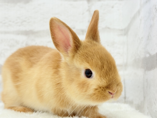 【最新画像・動画更新🪄】僕の可愛さは世界1だよ🐰👑🧡ネザーランドドワーフ(オレンジ) 男の子 ネザーランドドワーフ