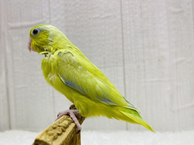 マメルリハ