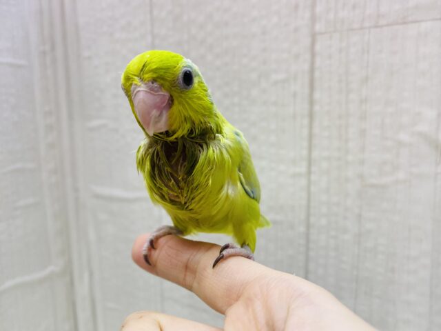 マメルリハ